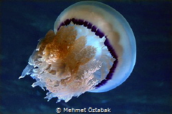 Jellyfish from Ayvalık by Mehmet Öztabak 